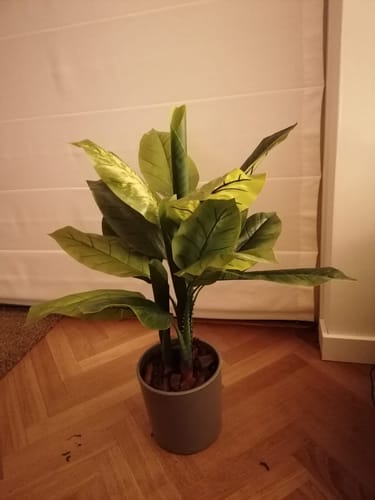 Customer photo review of Dieffenbachia Kunstplant 90cm