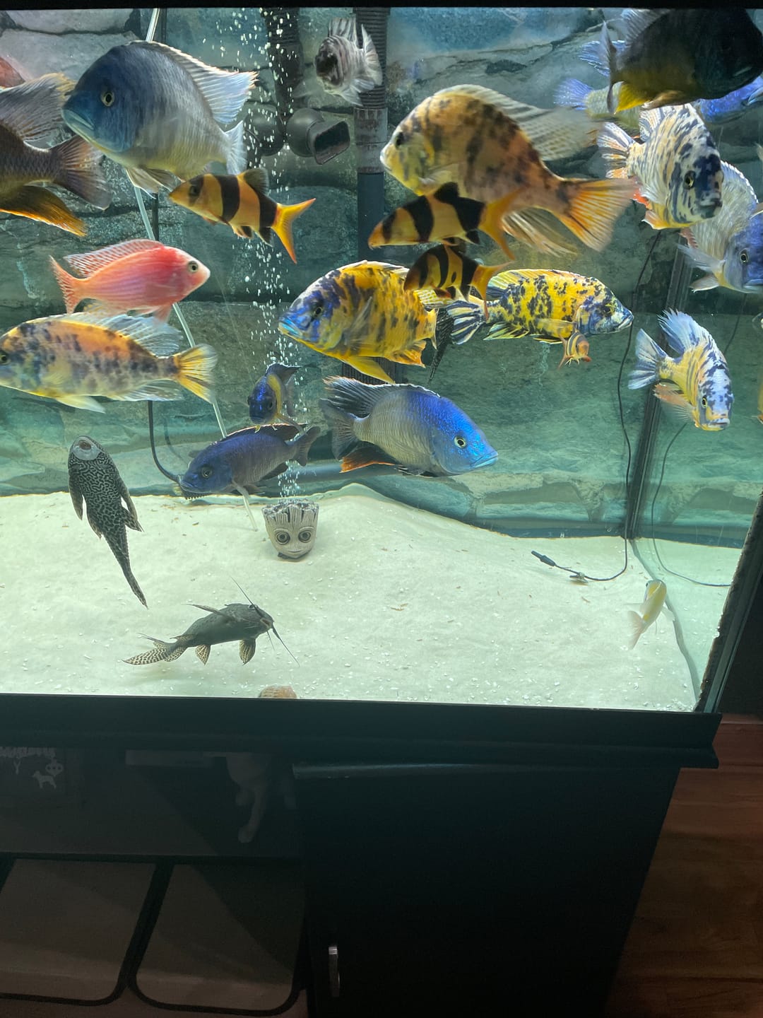 Customer photo review of Xtreme Big Fella Cichlid Food