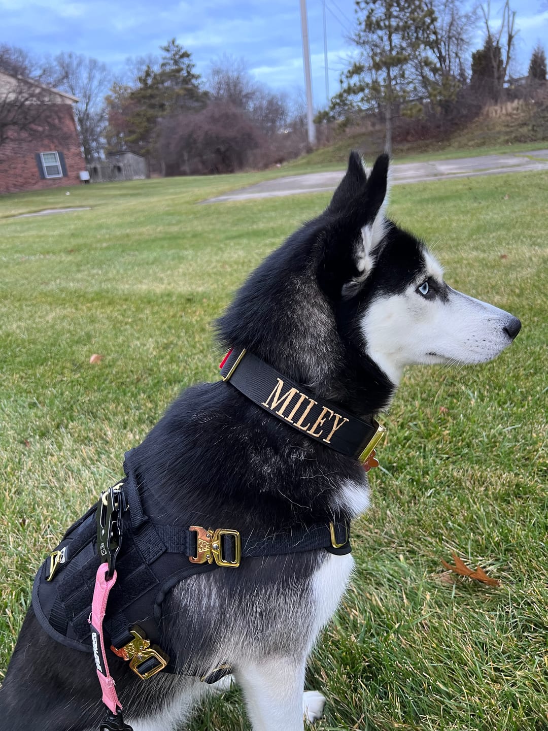 Customer photo review of HNTR 3.0 Dog Harness - Noir