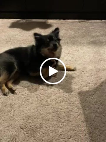 Customer video review of Bully Stick Springs 7-10"