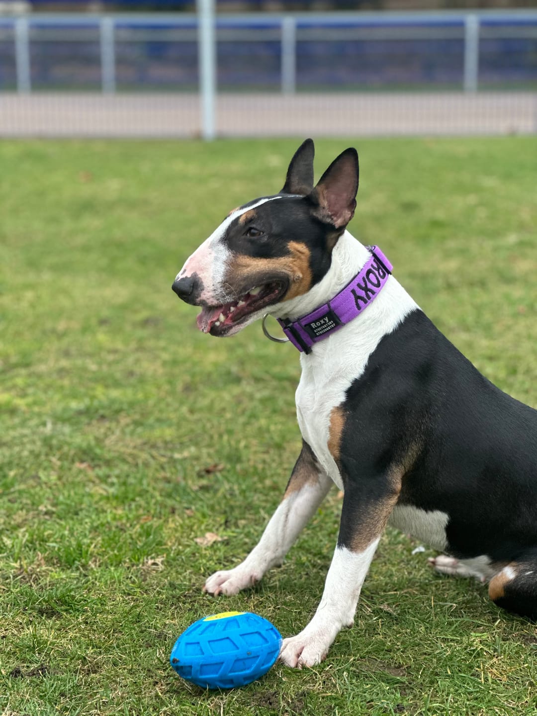 Customer photo review of 4cm Combat® Collar | With Handle & Rated Clip - Purple v2.0