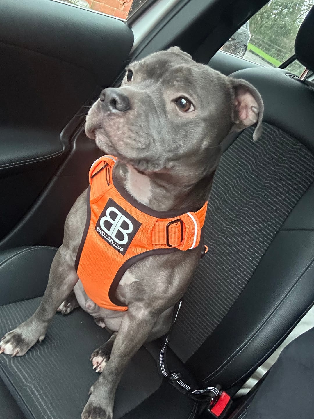 Customer photo review of Premium Comfort Harness | Non Restrictive & Adjustable - Orange v2.0