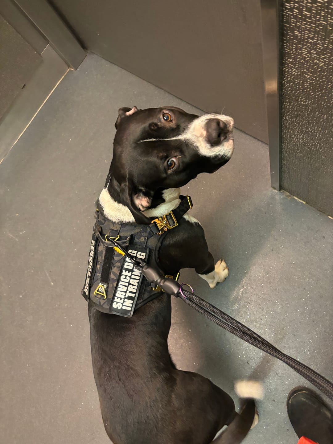 Customer photo review of Traffic Dog Leash - Black