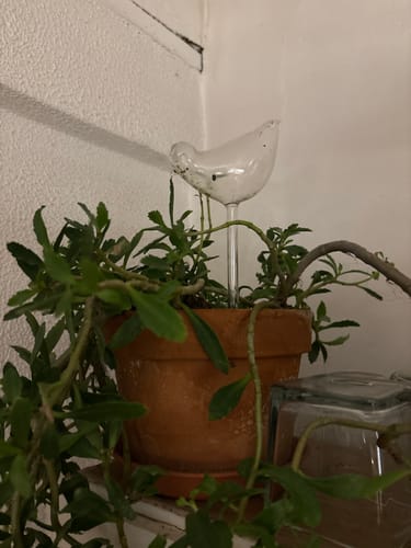 Customer photo review of Mon petit oiseau®
