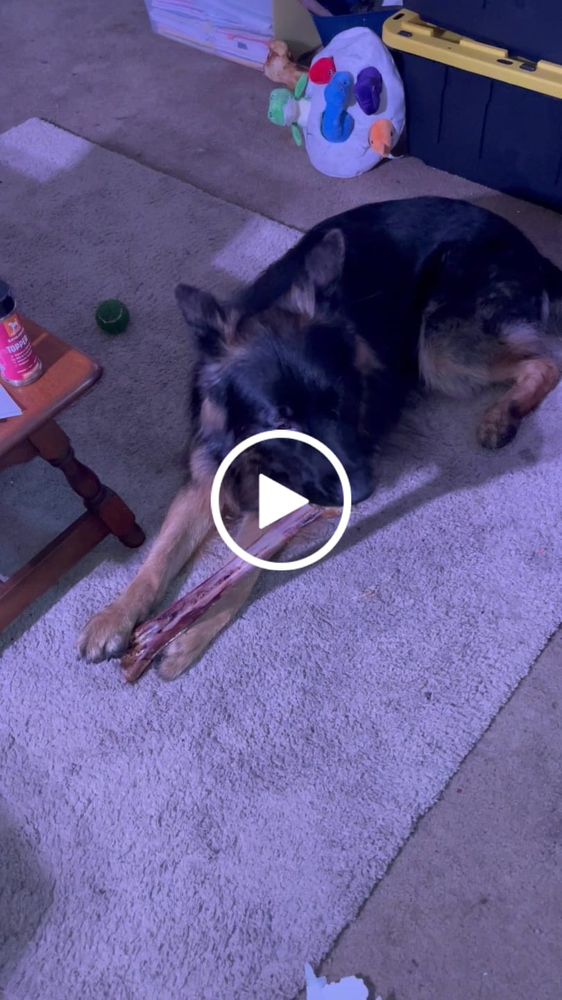 Customer video review of Ostrich Bites with Grapefruit. Hypoallergenic Immune Boosting Dog Treats  - Savannah, 3oz