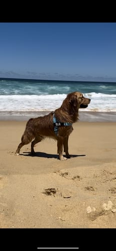 Customer photo review of Dog Harness | 35% Off