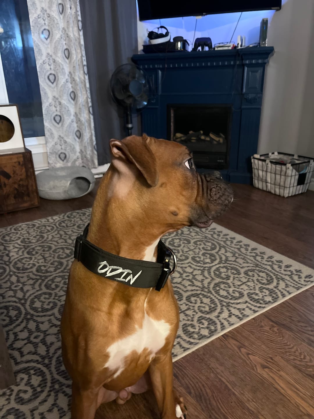 Customer photo review of 1.5" Tacti Slim Dog Collar- Black
