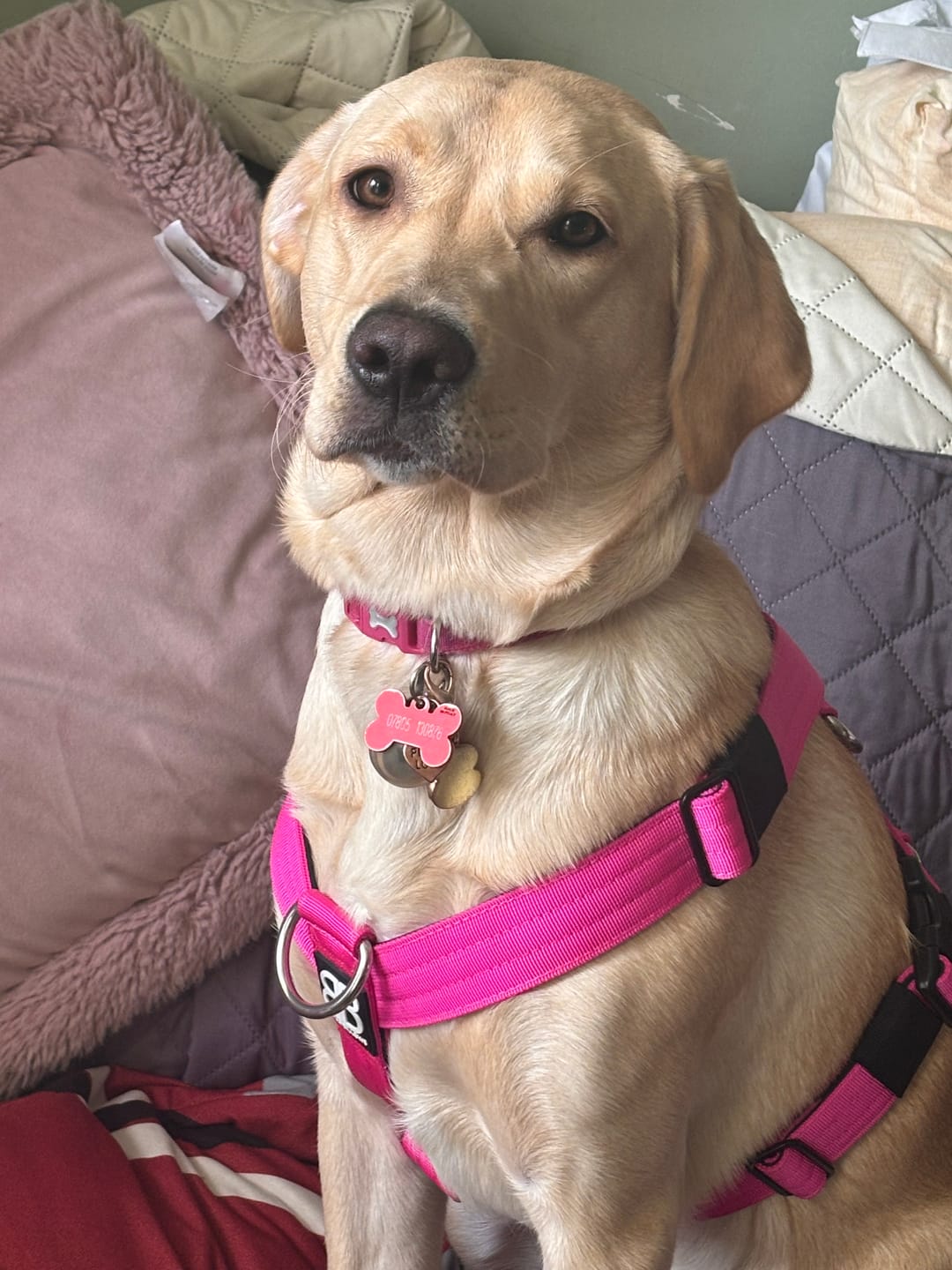 Customer photo review of TRI-Harness® | Anti-Pull, Adjustable & Durable - Dog Trainers Choice - Magenta v2.0