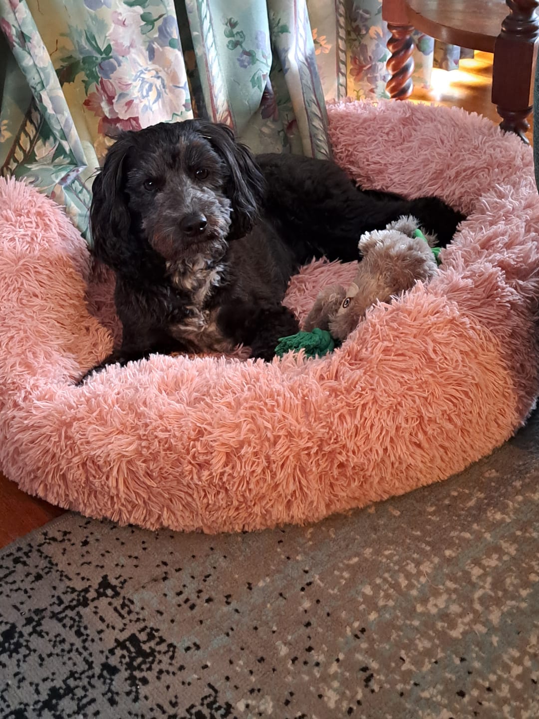 Customer photo review of Pawz Non-Removable Calming Pet Bed