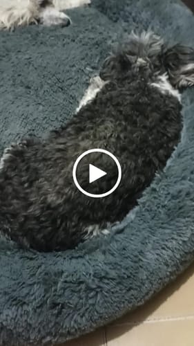 Customer video review of Cama Antiestrés Para Perros