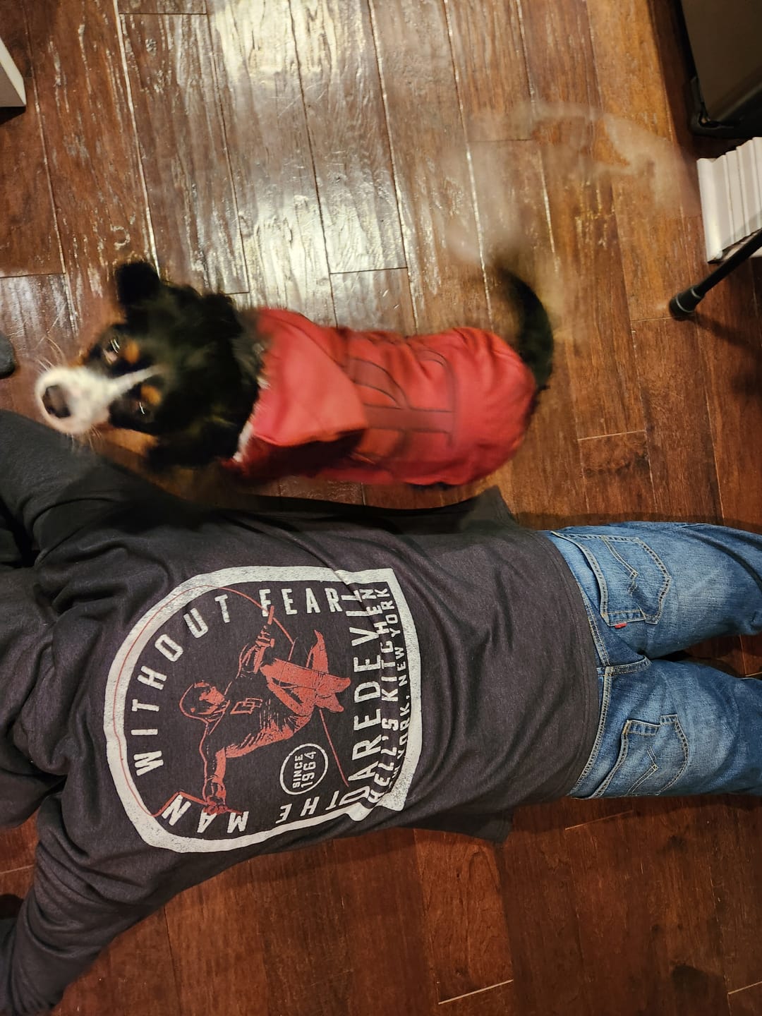 Customer photo review of DareDoggo - Dog Hoodie