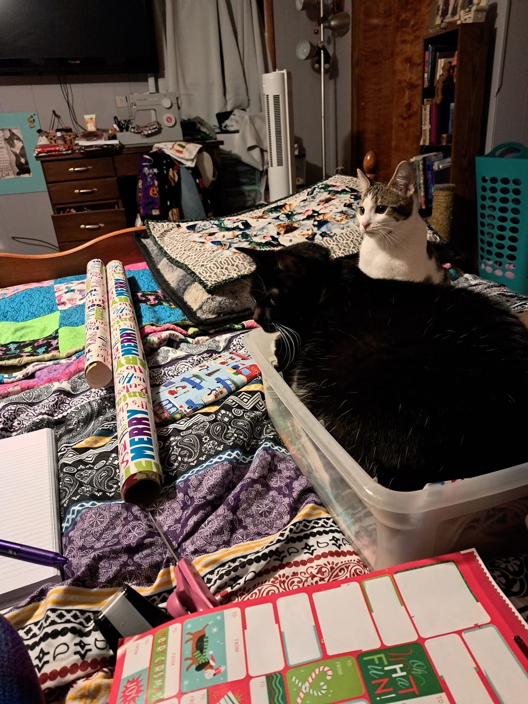 Customer photo review of Aggression and Frustration Reduction - Cats