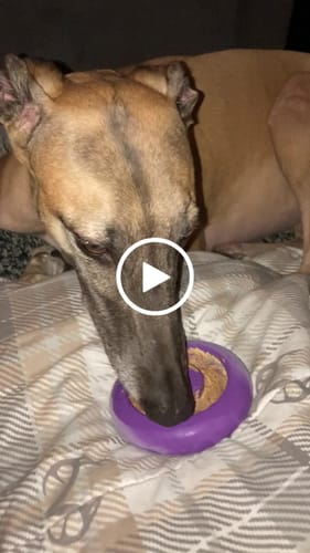 Customer video review of Freez Doughnut - Super Durable Treat Toy