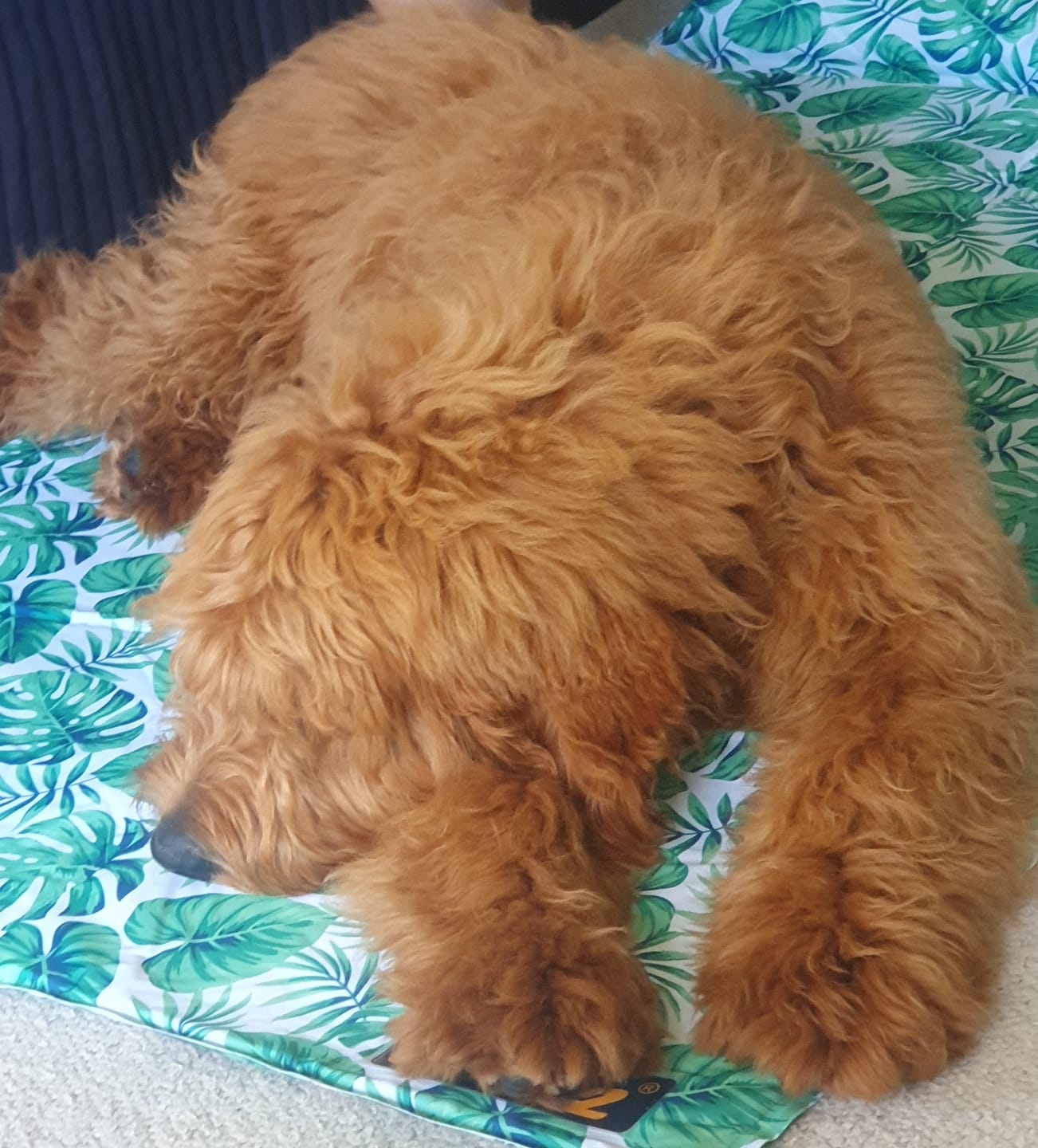 Customer photo review of PaWz Dog Summer Cooling Mat