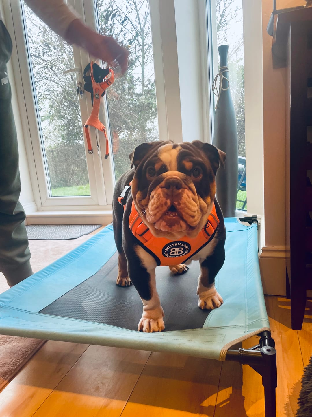 Customer photo review of Premium Comfort Harness | Non Restrictive & Adjustable - Orange v2.0