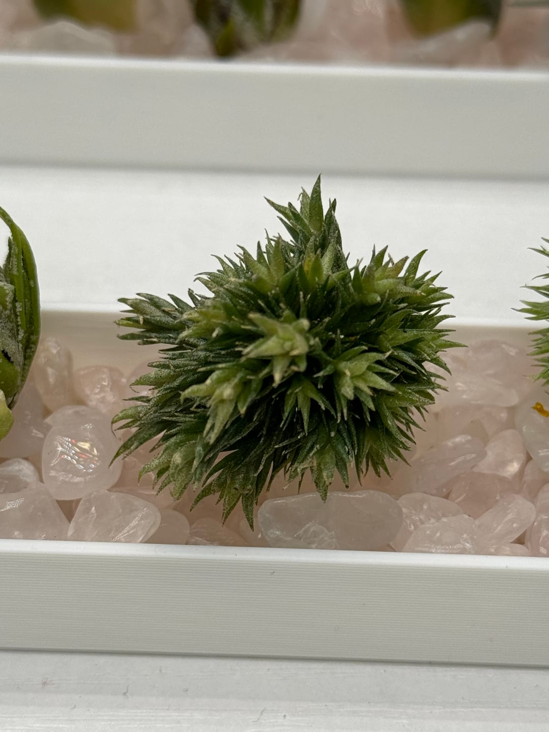 Customer photo review of Pedicellata Clump (Miniature Species)