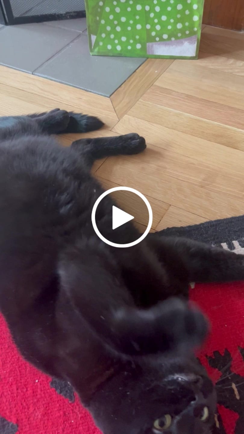 Customer video review of RYERCAT Silvervine Cat Dental Sticks