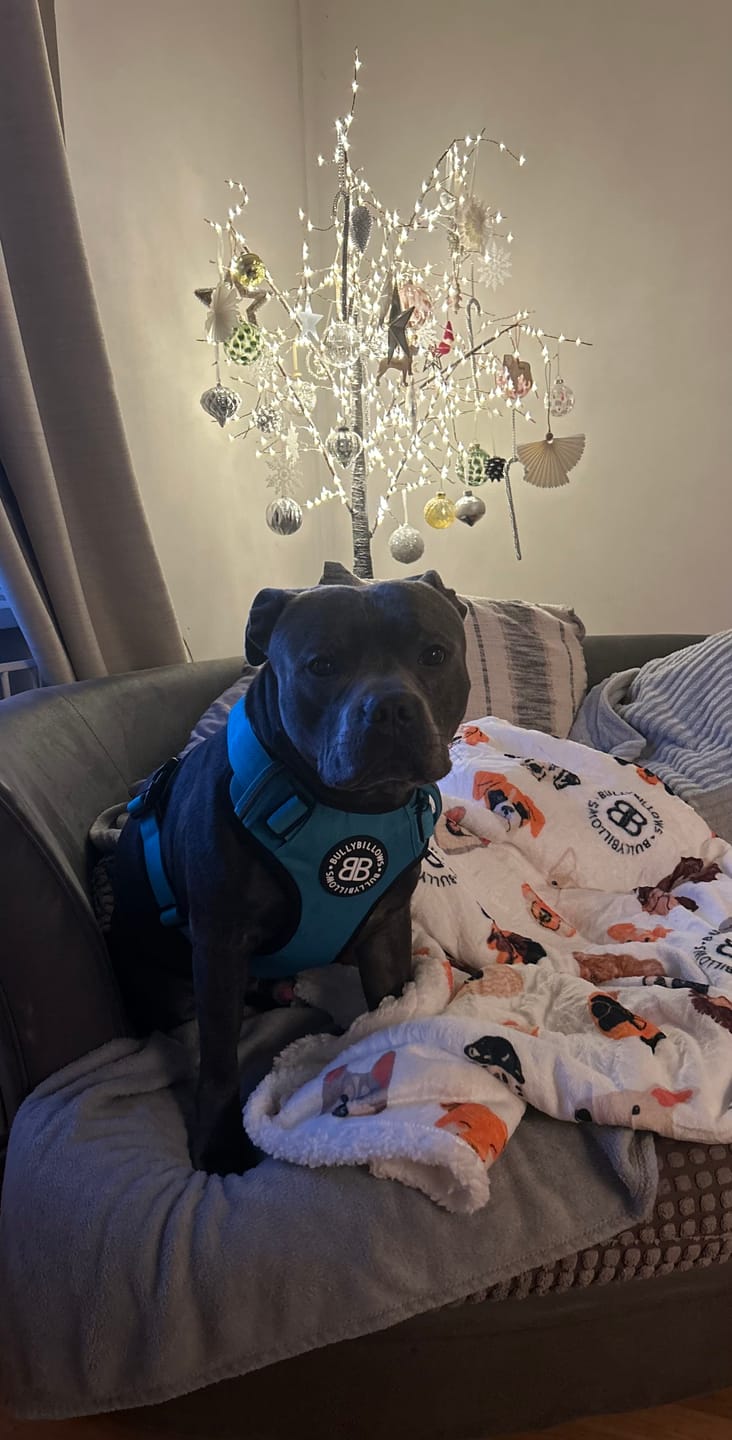 Customer photo review of Premium Comfort Harness | Non Restrictive & Adjustable - Light Blue
