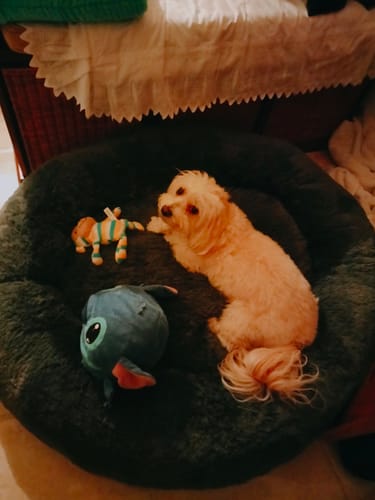 Customer photo review of Cama Antiestrés Para Perros