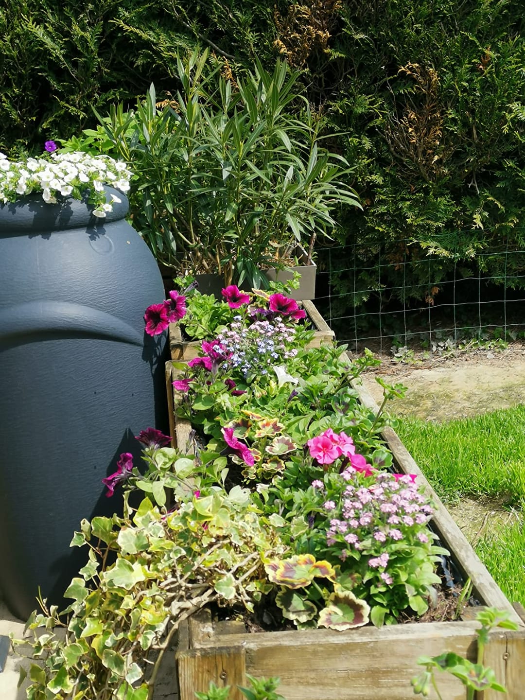 Customer photo review of Regentonne 210/360/440 Liter [Amphore Design] Regenfass Frostsicher aus Kunststoff - Regenwassertonne mit Wasserhahn