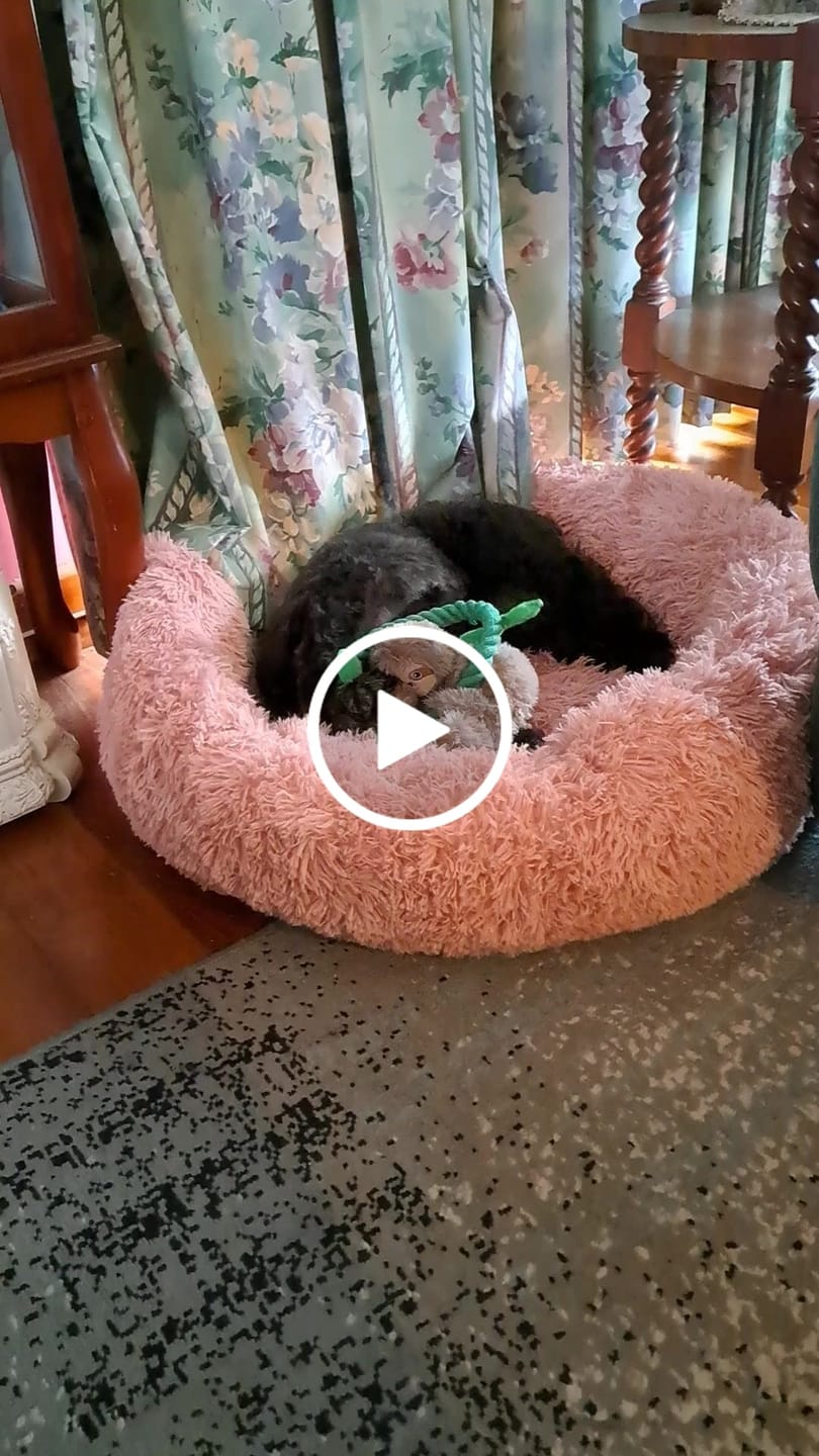 Customer video review of Pawz Non-Removable Calming Pet Bed