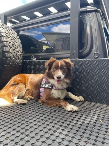 Customer photo review of Dog Harness | 35% Off