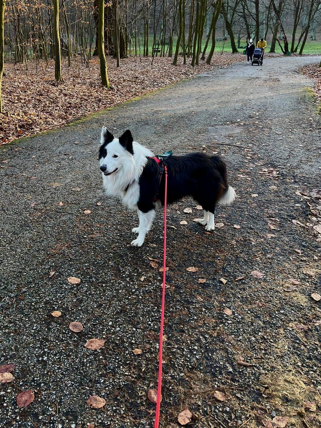 Customer photo review of Smycz linowa "Poppy Red" - czarne okucia