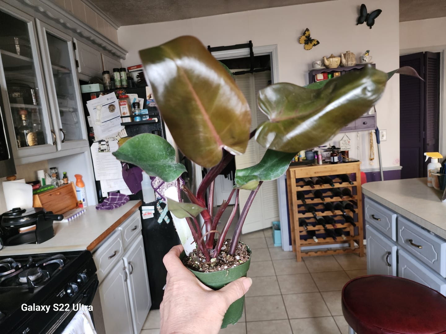 Customer photo review of Philodendron 'Bloody Mary'