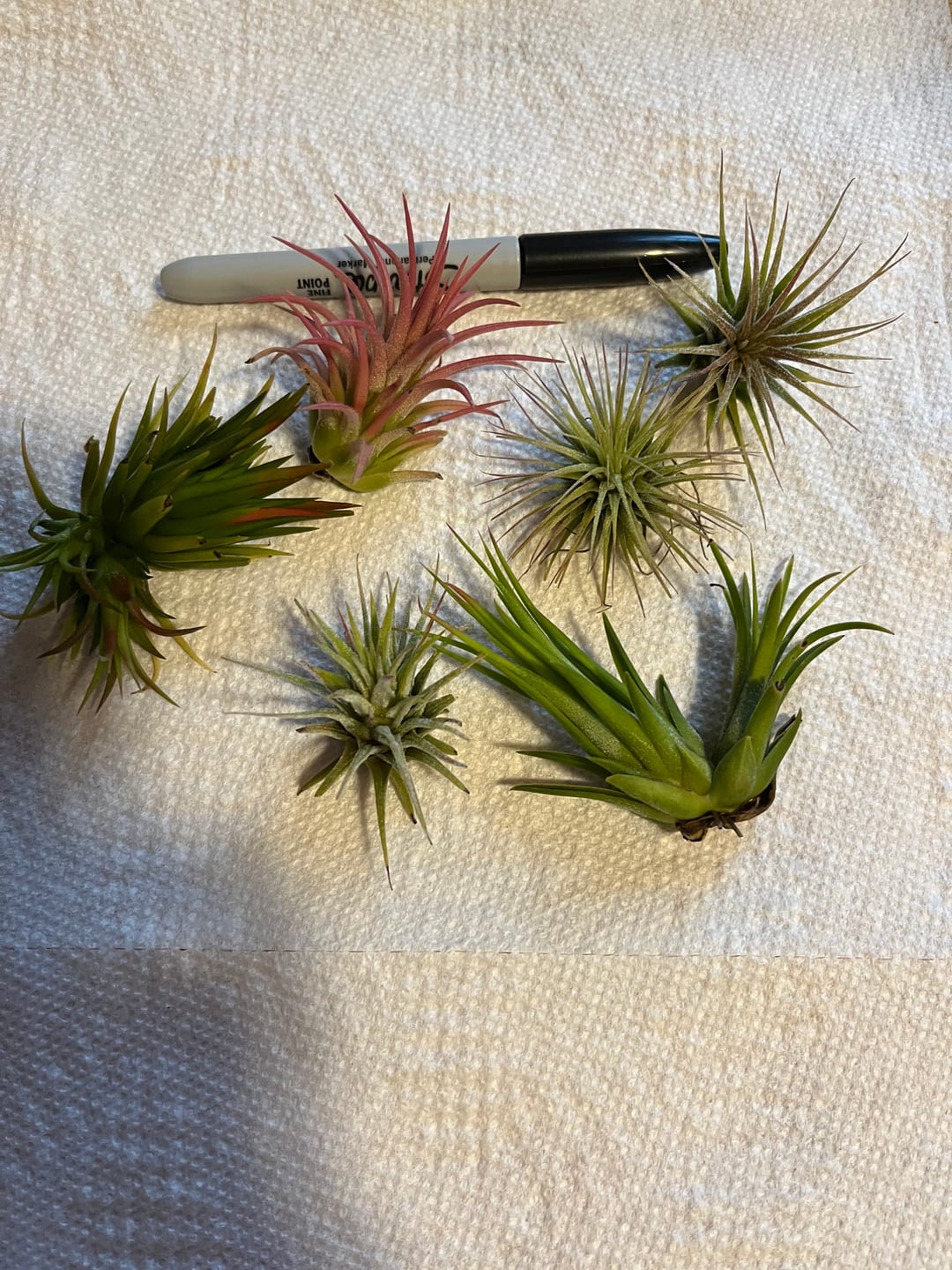 Customer photo review of B Quality Ionantha Variety 3 Pack  ($0.75 Per Plant)