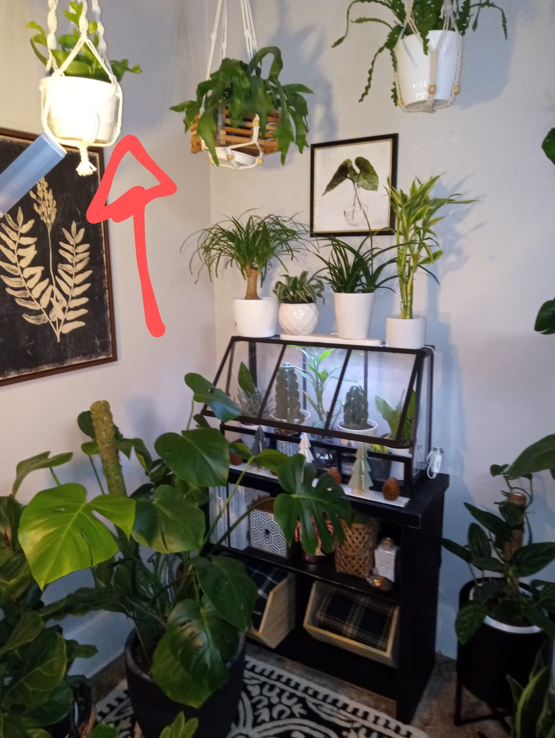 Customer photo review of Cactus Selenicereus chrysocardium "Sharktooth"