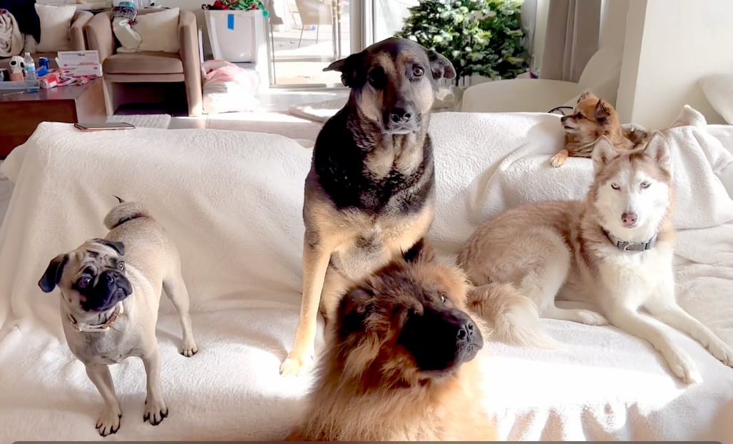 Customer photo review of Pet Nail Grinder Attachment for Grooming Vacuum