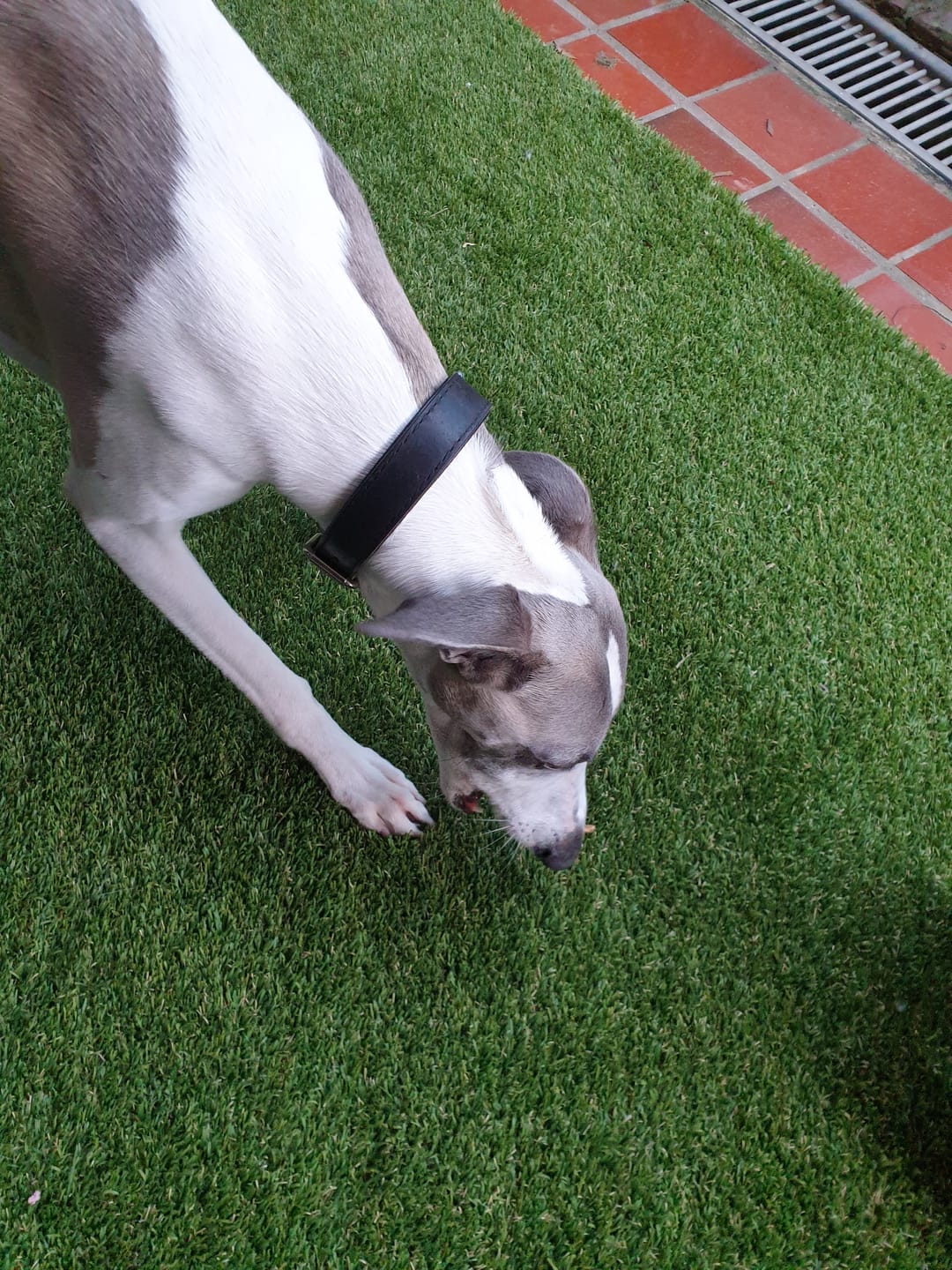 Customer photo review of Kangaroo Tendons - Natural Dental Chews!