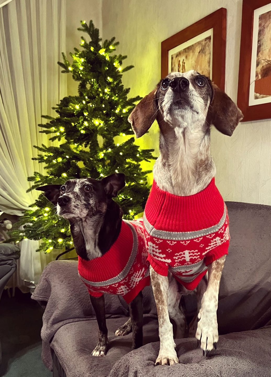 Customer photo review of Winter Christmas Wonderland Knit Dog Sweater