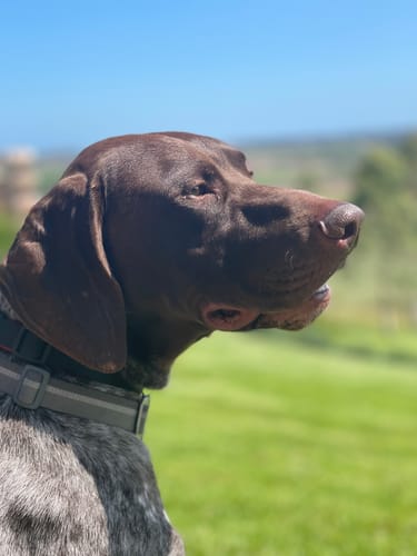 Customer photo review of DoggieBalm Manuka