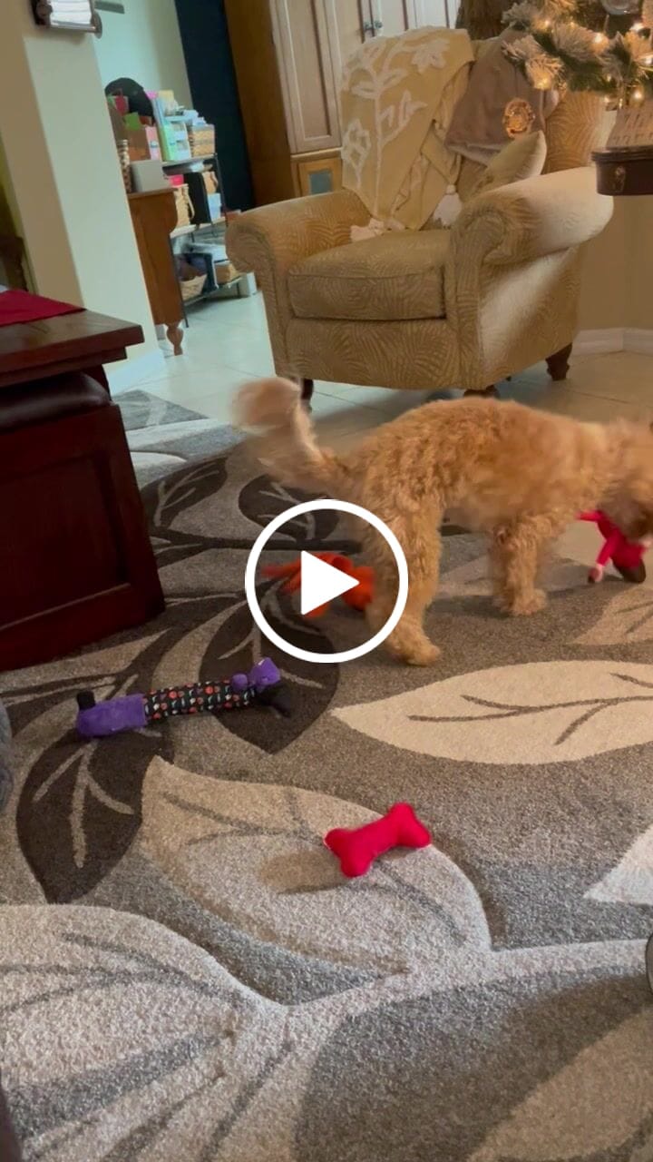 Customer video review of Joe Biden Kamala Harris & Nancy Pelosi Starter Pack Tough Plush Dog Chew Toys with Squeakers - Official Republican Dogs