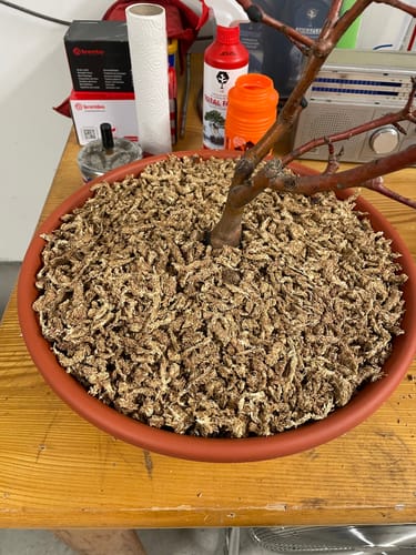 Customer photo review of SFAGNO TOP QUALITY CB®