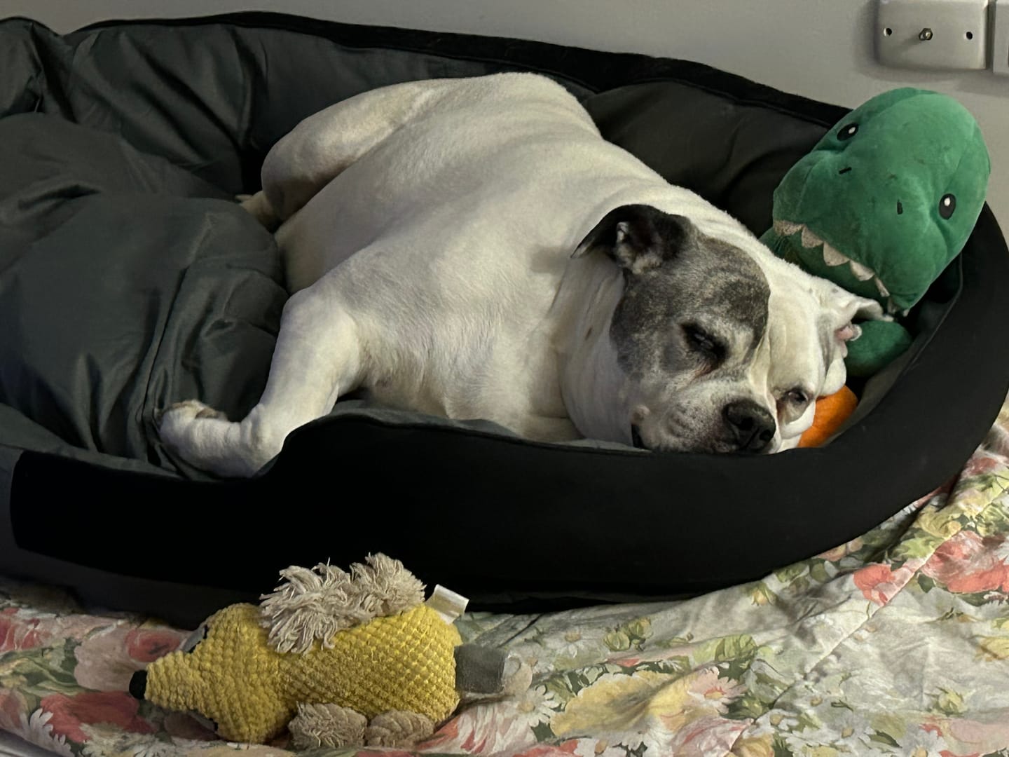 Customer photo review of PaWz waterproof heavy-duty bed