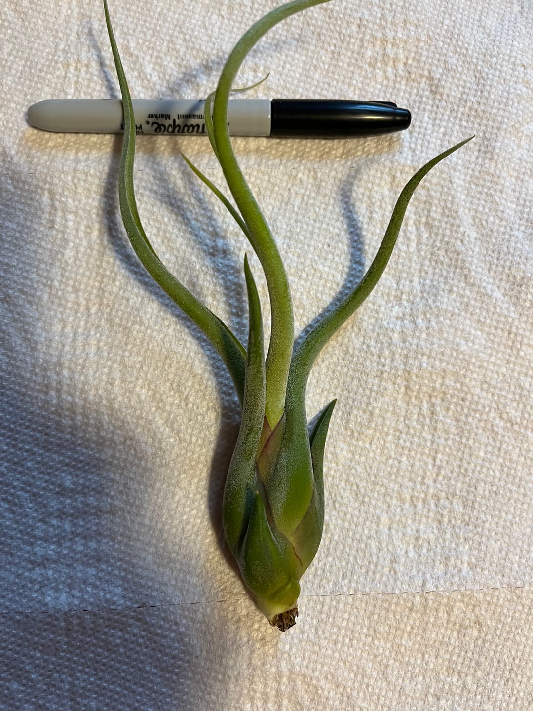 Customer photo review of Caput Medusae  (Beginner Friendly!)
