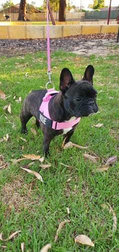 Customer photo review of Dog Harness