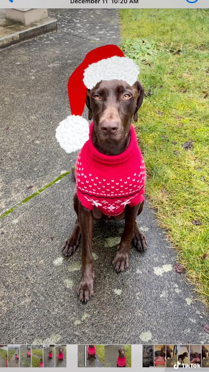 Customer photo review of Knit Christmas Dog Sweater - Dasher Red