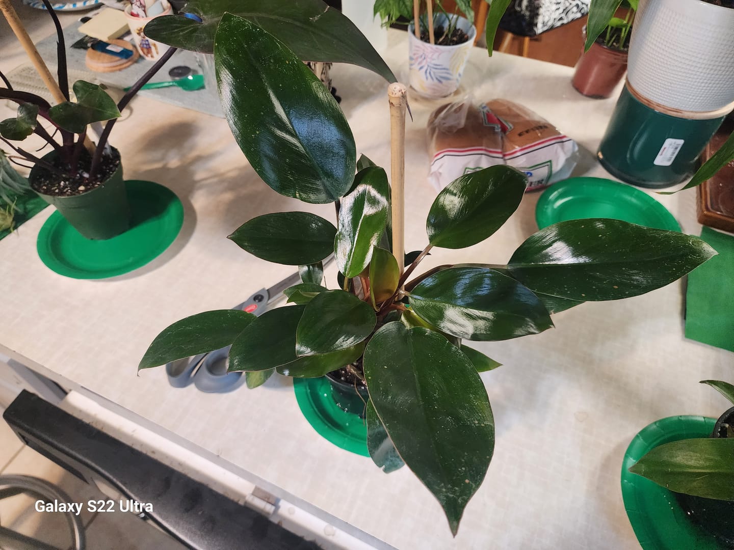 Customer photo review of Philodendron 'Red Congo Mini'