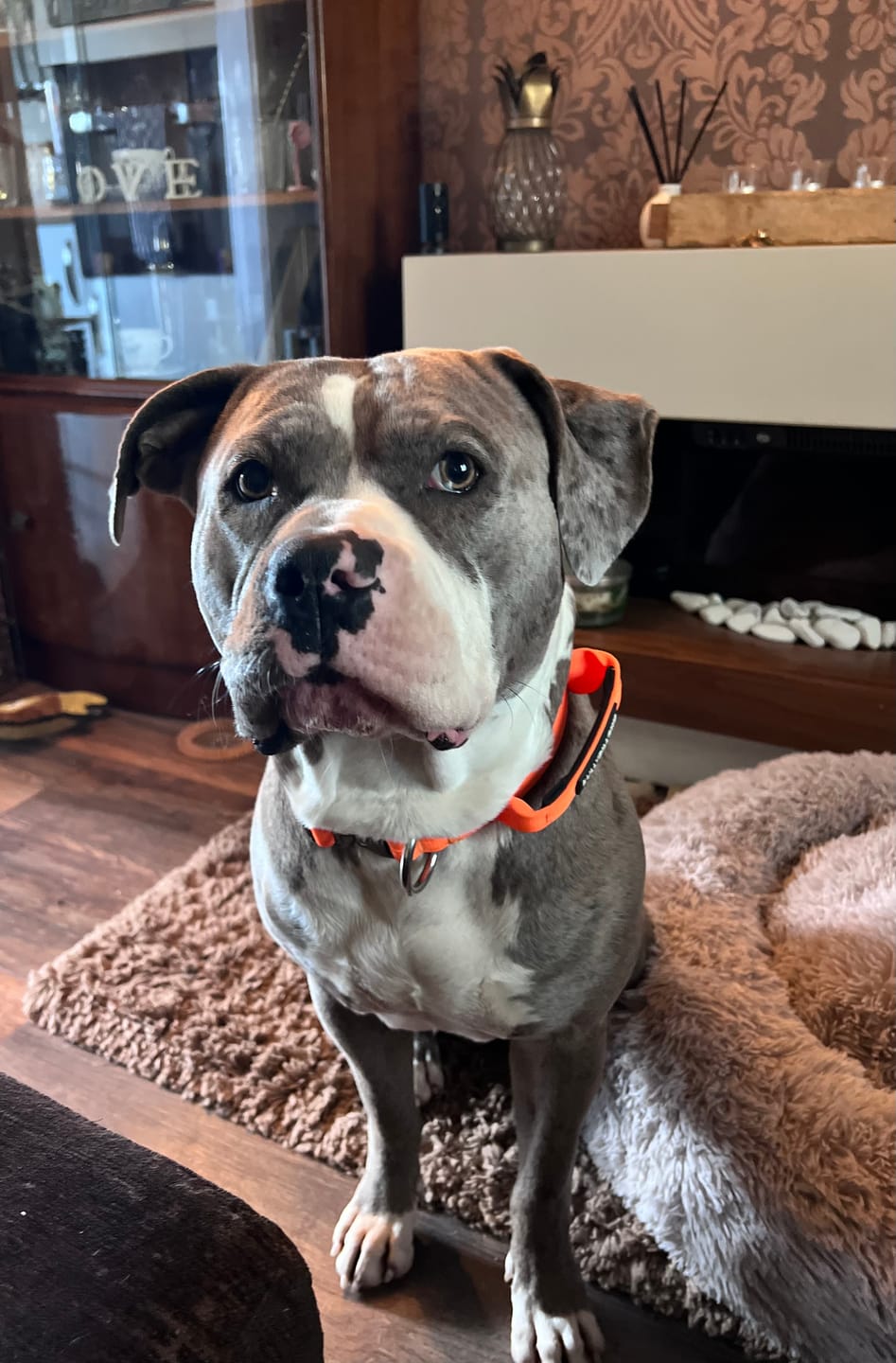 Customer photo review of 4cm Combat® Collar | With Handle & Rated Clip - Orange v2.0