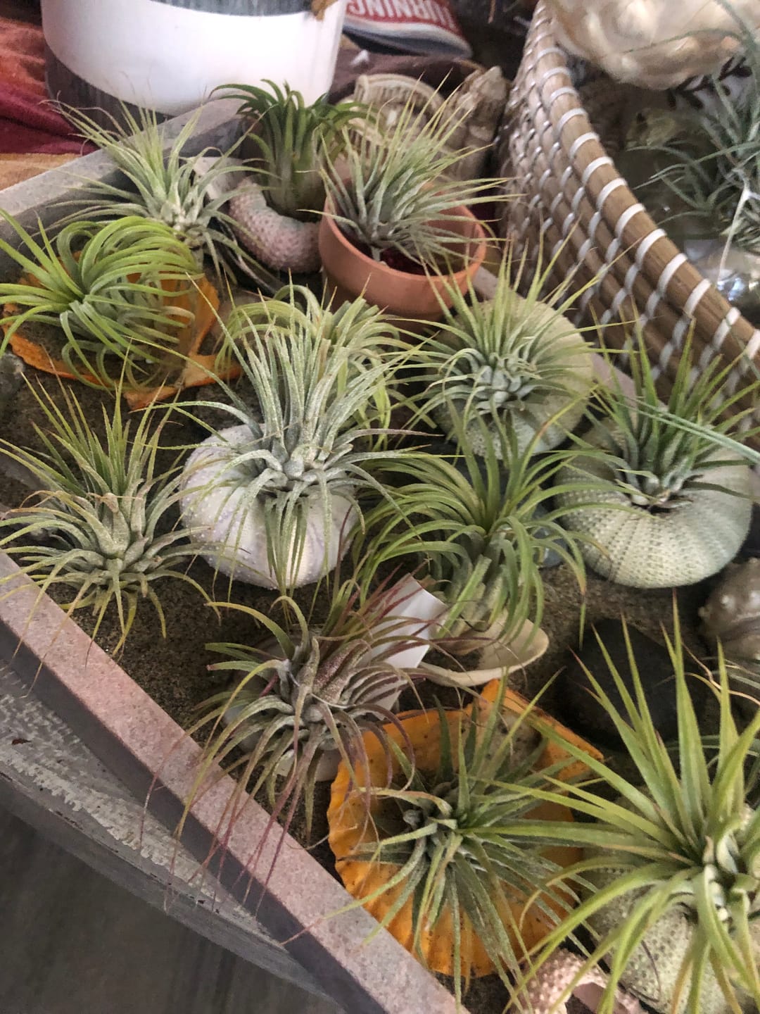 Customer photo review of B Quality Ionantha Variety 3 Pack  ($0.75 Per Plant)