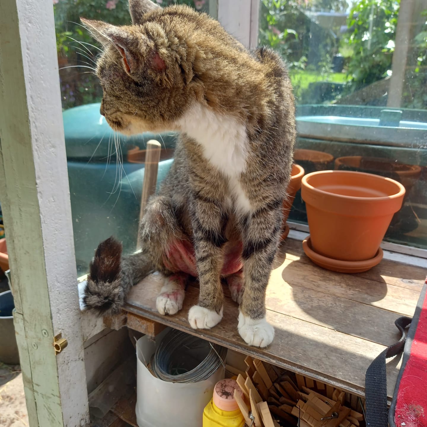Customer photo review of Cat Duo Pack