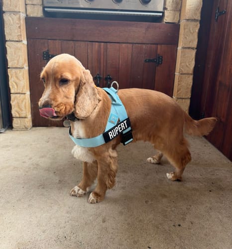 Customer photo review of Dog Harness | 35% Off