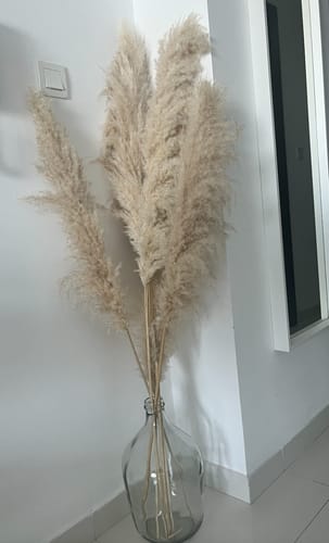 Customer photo review of Long Dried Flower Off White Pampas (5 Stems)
