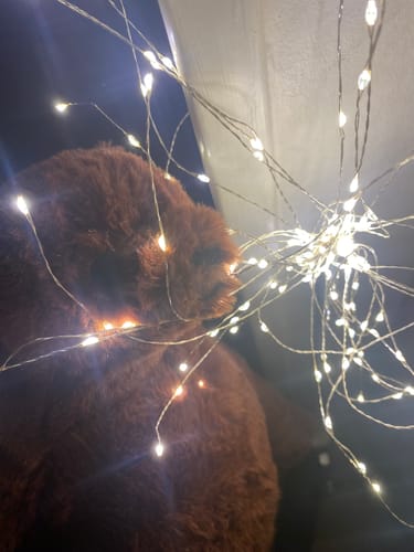 Customer photo review of SKOGGY BEAR