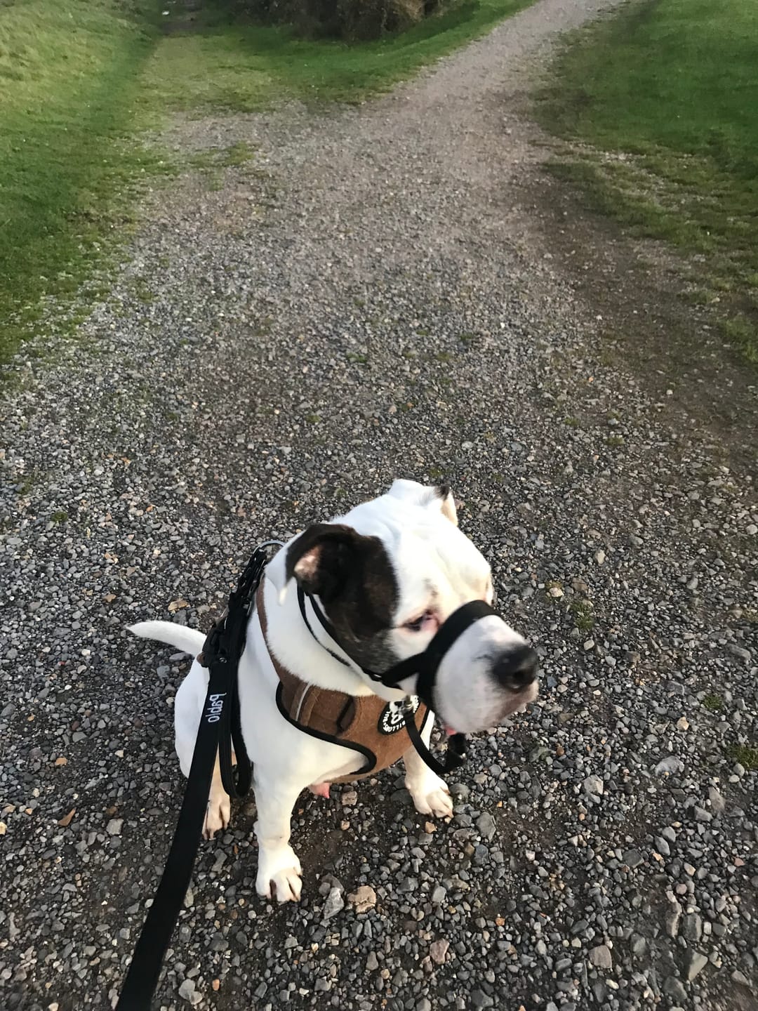 Customer photo review of Premium Comfort Tweed Harness | Non Restrictive & Adjustable - Classic Tan