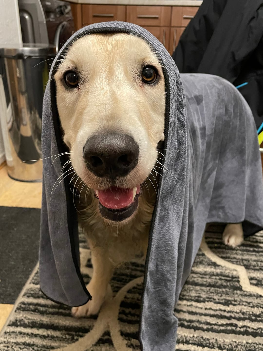 Customer photo review of Luxury Dog Towel