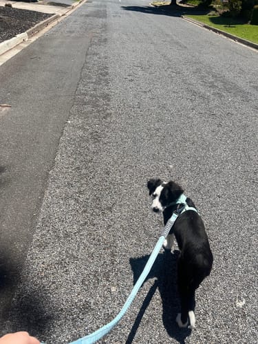 Customer photo review of Bungee Dog Leash | 40% Off